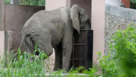 Lonely Life and Passing of Delhi’s Only African Elephant